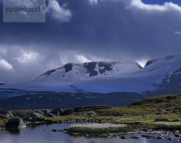 Berg Fannaraken  FannarÂken  FannarÂki  und Gletscher Fannarakbreen  FannrÂkbreen  im Vordergrund Wollgras (Eriophorum spe.)  Sognefjell  Sogn og Fjordane  Norwegen  Skandinavien  Europa