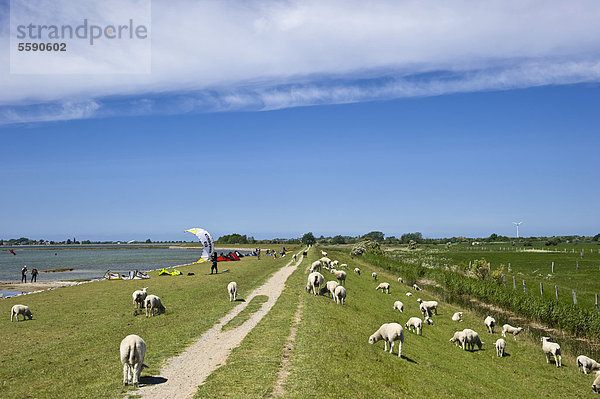 Am Hochwasserdamm  Lemkenhafen  Insel Fehmarn  Ostsee  Schleswig-Holstein  Deutschland  Europa