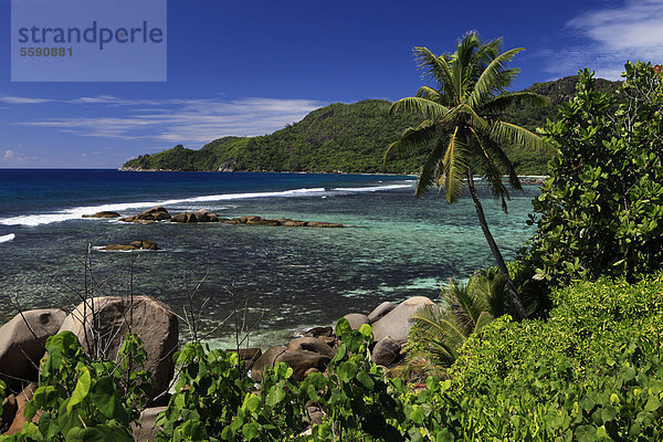 Küste  Palme  Anse Parnelle  Mahe  Seychellen  Afrika  Indischer Ozean