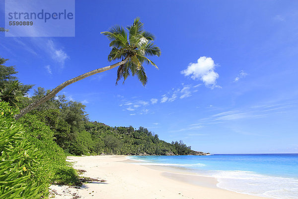 Kokospalme (Cocos nucifera) an der Anse Intendance  Mahe  Seychellen  Afrika  Indischer Ozean
