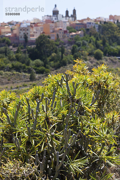 Wolfsmilch-Strauch (Euphorbia)  hinten Agüimes  Gran Canaria  Kanarische Inseln  Spanien  Europa