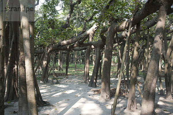 Viele Baumstämme  Banyan-Feige (Ficus benghalensis)  größte Feige der Welt  Botanischer Garten  Acharya Jagadish Chandra Bose Indian Botanic Garden  Howrah  Westbengalen  Indien  Südasien  Asien