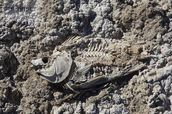 Toter Fisch  Opfer von sinkenden Wasserständen am Ufer des Saltonsees  Salton Sea  im Sonny Bono Salton Sea National Wildlife Refuge  Calipatria  Kalifornien  USA
