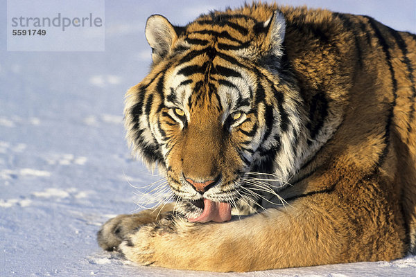 Sibirischer Tiger (Panthera tigris altaica) im Schnee  Siberia Tiger Park  Harbin  China  Asien