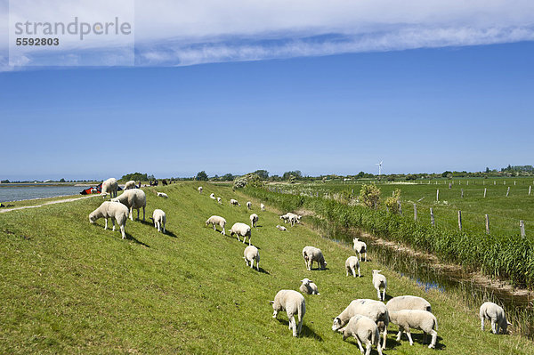 Schafe am Hochwasserdamm  Lemkenhafen  Insel Fehmarn  Ostsee  Schleswig-Holstein  Deutschland  Europa