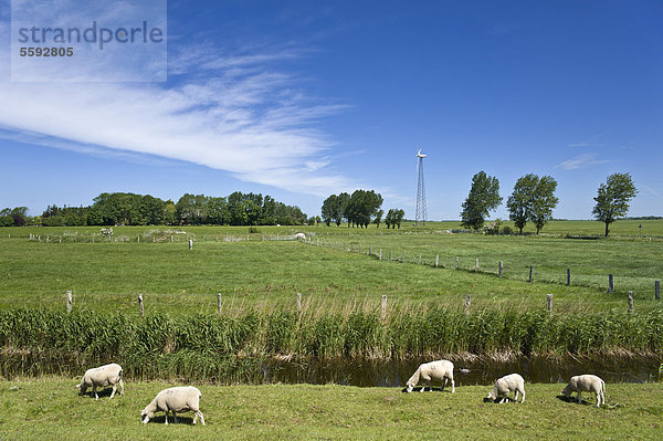 Schafe am Hochwasserdamm  Lemkenhafen  Insel Fehmarn  Ostsee  Schleswig-Holstein  Deutschland  Europa