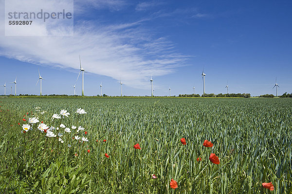 Windpark  Schlagsdorf  Insel Fehmarn  Ostsee  Schleswig-Holstein  Deutschland  Europa