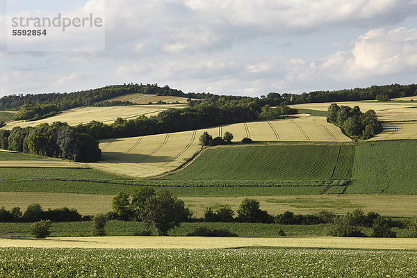 Felderlandschaft bei Großmugl  Weinviertel  Niederösterreich  Österreich  Europa