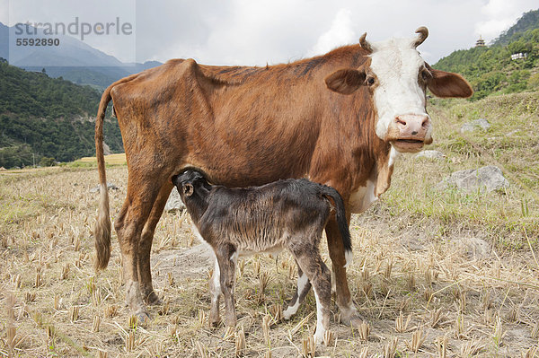 Hausrind  Rind (Bos primigenius taurus)  Kuh säugt ihr Kalb  bei Punakha  Himalaja  Königreich Bhutan  Südasien  Asien