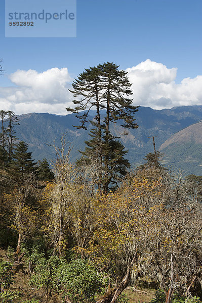 Gebirgslandschaft  Wald mit großer Tanne (Abies) bei Gangtey  Gangteng  Phobjika Valley  Himalaja  Königreich Bhutan  Südasien  Asien