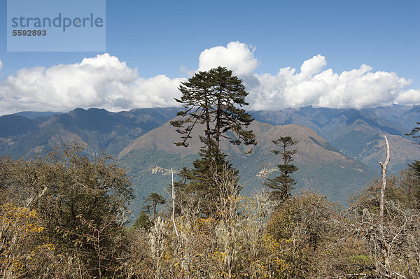 Gebirgslandschaft  Wald mit großer Tanne (Abies) bei Gangtey  Gangteng  Phobjika Valley  Himalaja  Königreich Bhutan  Südasien  Asien