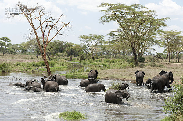 Afrikanische Elefanten (Loxodonta africana)  Herde badet in einer Wasserstelle  bei Seronera  Savanne  Serengeti Nationalpark  Tansania  Ostafrika  Afrika