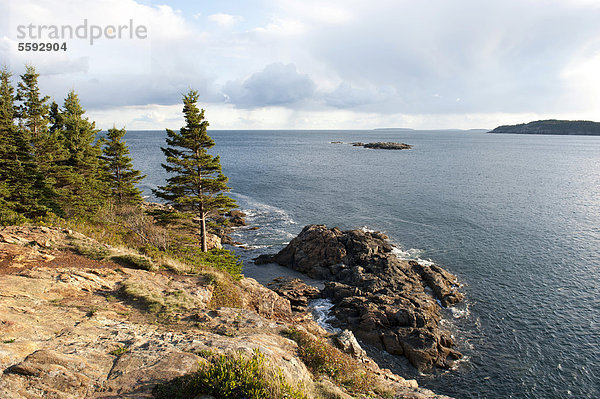 Nadelbäume an felsiger Küste  Great Head  Acadia National Park  Maine  Neuengland  USA  Nordamerika  Amerika