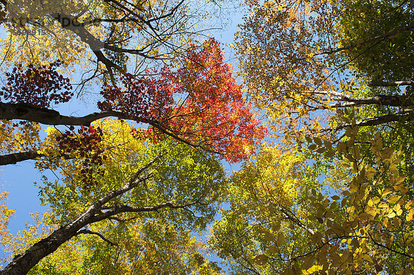 Bunte Laubfärbung im Herbst  Indian Summer  Franconia Notch State Park  White Mountains National Forest  New Hampshire  Neuengland  USA  Nordamerika  Amerika
