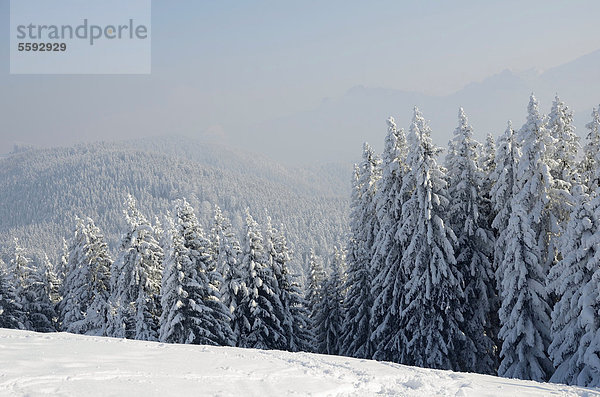 Tief verschneite Winterlandschaft  Inversionswetterlage am Schwarzenberg  bei Elbach  Leitzachtal  Bayern  Deutschland  Europa