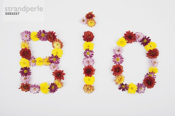 Text bio mit Chrysanthemenblüten auf weißem Hintergrund