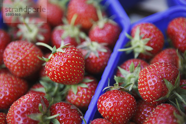 Deutschland  Bremen  Erdbeeren im Tray auf dem Markt  Nahaufnahme