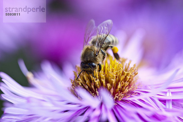 Deutschland  Bayern  Würzburg  Honigbiene saugt Honig aus der Blüte  Nahaufnahme