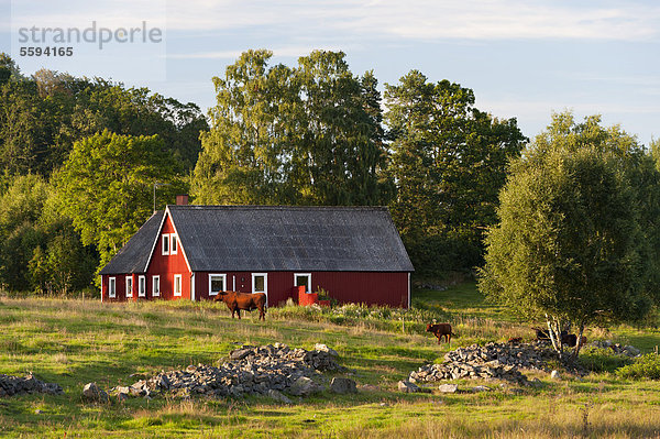 Schweden  Hoor  Blick auf den Hof mit Rindern