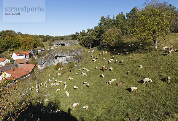 Deutschland  Bayern  Franken  Oberfranken  Fränkische Schweiz  Kroegelstein  Hollfeld  Blick auf Schafe auf die Landschaft