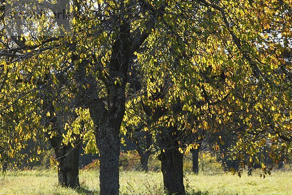 Deutschland  Bayern  Franken  Fränkische Schweiz  Blick auf Kirschbaum im Herbst