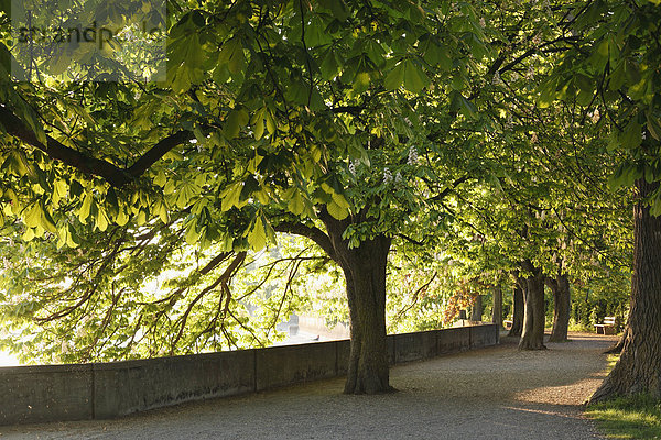 Deutschland  Bayern  Schwaben  Lindau  Blick auf Kastanienbäume