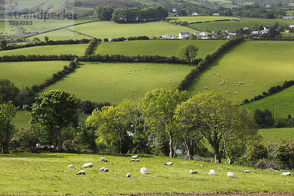 Vereinigtes Königreich  Nordirland  County Antrim  Ansicht der Felder Landschaft