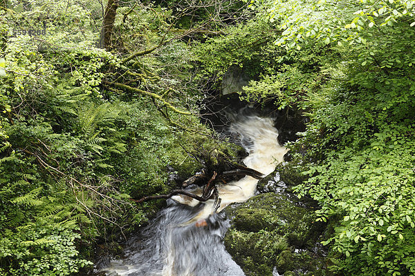 Großbritannien  Nordirland  County Antrim  Blick auf den Glenariff River im Glenariffe Forest Park
