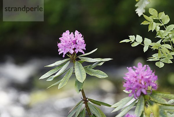 Vereinigtes Königreich  Nordirland  County Antrim  Rhododendron