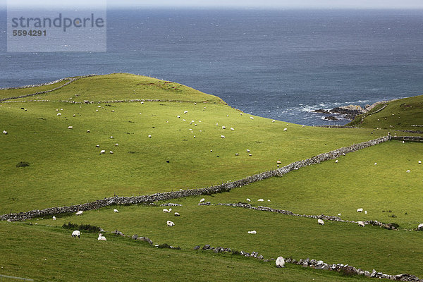 Vereinigtes Königreich  Nordirland  County Antrim  Ansicht von Schafen auf Graslandschaft