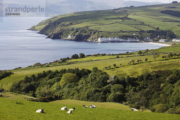 Vereinigtes Königreich  Nordirland  County Antrim  Ansicht von Schafen auf Graslandschaft