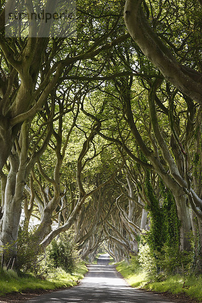 Vereinigtes Königreich  Nordirland  County Antrim  Ansicht der leeren Straße durch Bäume