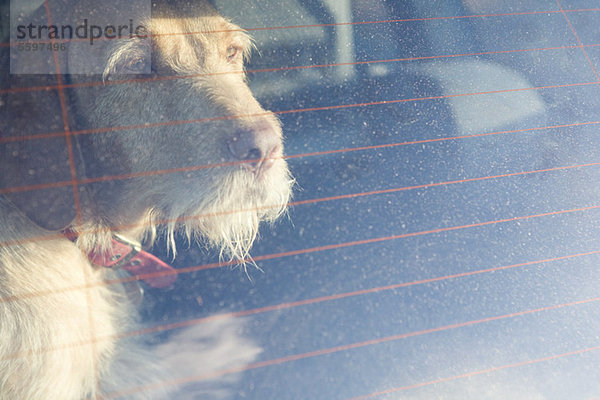 Haustier Hund wartet im Auto