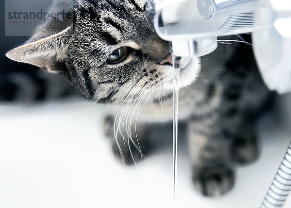 Katze sitzt am Wasserhahn