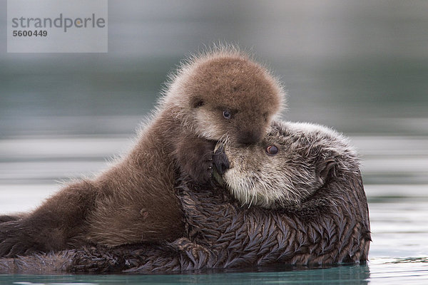 Female Sea Otter Betrieb Neugeborene Welpen aus Wasser  Prince William Sound  South Central Alaska  Winter