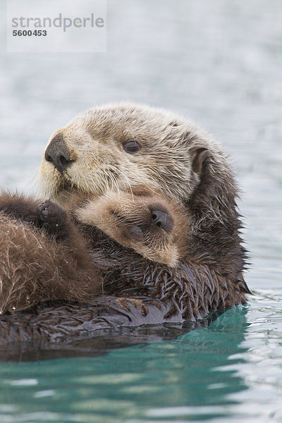 Female Sea Otter Betrieb Neugeborene Welpen aus Wasser  Prince William Sound  South Central Alaska  Winter