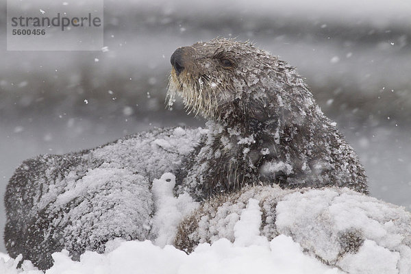 Verschneiten Sea Otter Mutter mit jungen Welpen während einem Schneesturm im Prince William Sound  South Central Alaska  Winter