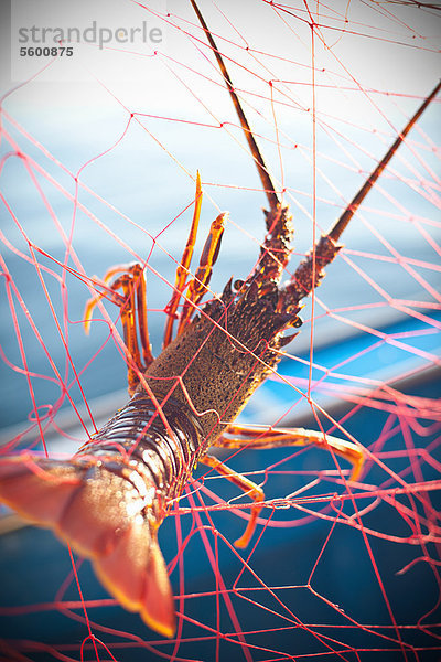 Hummer im Fischernetz gefangen