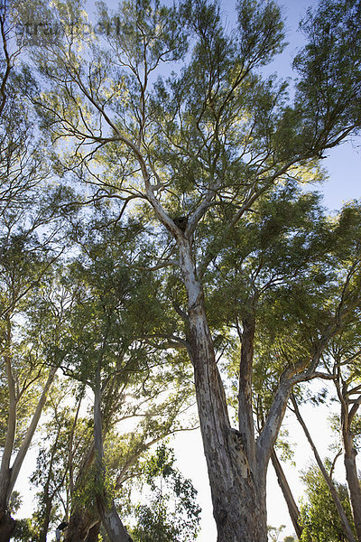 niedrig  Baum  Wald  Ansicht  Flachwinkelansicht  Winkel