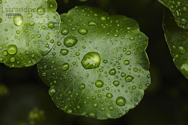 Nahaufnahme von Wassertropfen auf dem Blatt