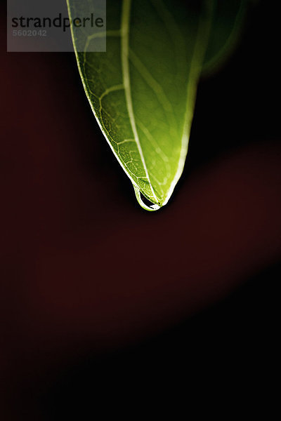 Nahaufnahme des Wassertropfens auf dem Blatt