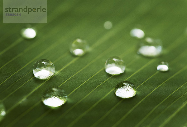 Nahaufnahme von Wassertropfen auf dem Blatt