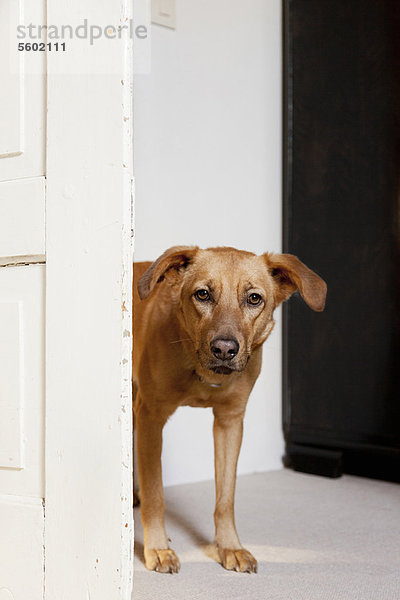 Hund in der Tür stehend