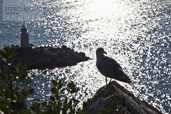 Möwe auf einem Felsen an der Küste