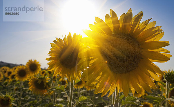 Nahaufnahme von Sonnenblumen im Feld