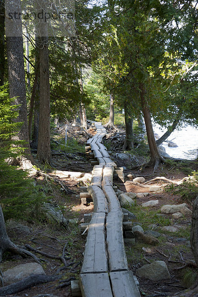 Bohlenweg durch den Wald am See  Jordan Pond Trail  Acadia National Park  Mount Desert Island  Maine  Neuengland  USA  Nordamerika  Amerika