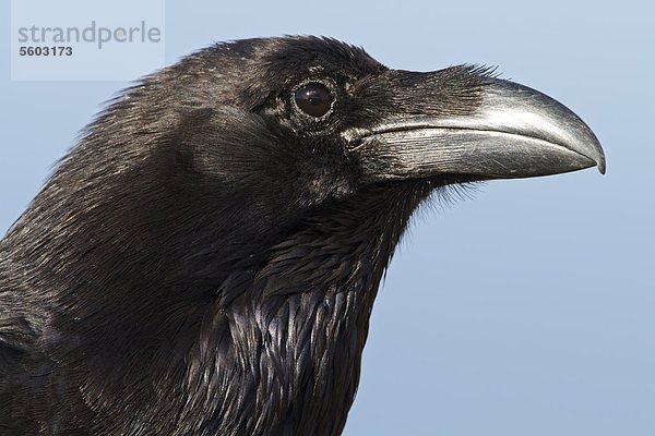 Kanarischer Kolkrabe (Corvus corax tingitanus)  Portrait