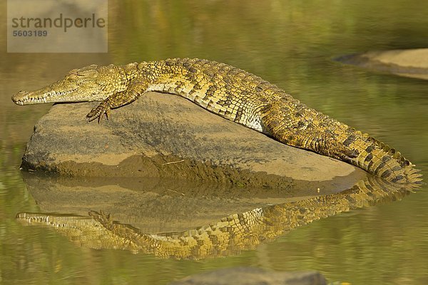 Nilkrokodil (Crocodylus niloticus) im Wasser  Hluhluwe-Umfolozi-Park  Südafrika