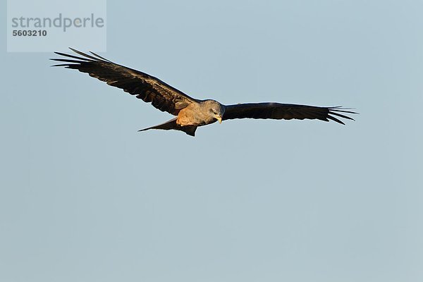 Greifvogel im Flug