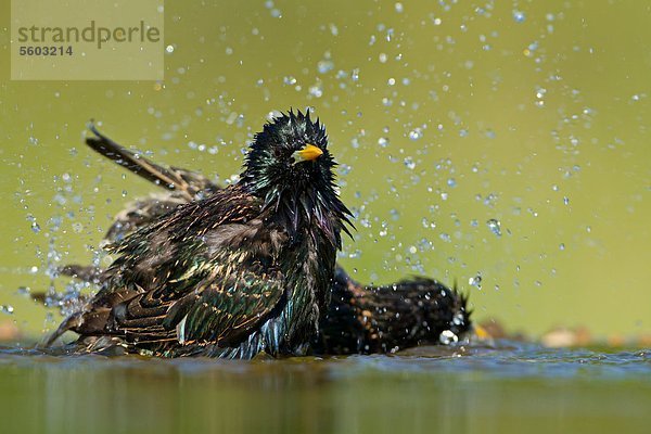 Zwei Stare (Sturnus vulgaris) an einem Gewässer